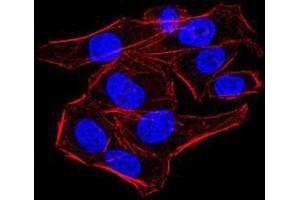 Immunofluorescence analysis of HeLa cells using AOF1 mouse mAb.