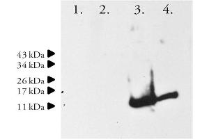 Image no. 1 for anti-Synuclein, alpha (SNCA) (AA 1-15) antibody (ABIN334636) (SNCA Antikörper  (AA 1-15))