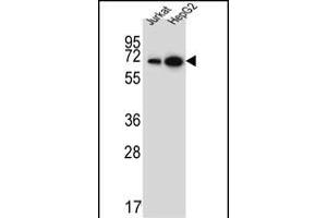WDR43 Antibody (C-term) (ABIN651679 and ABIN2840356) western blot analysis in Jurkat,HepG2 cell line lysates (35 μg/lane). (WDR43 Antikörper  (C-Term))