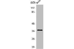 Western Blot analysis of HeLa cells using Olfactory receptor 10R2 Polyclonal Antibody (OR1R2 (C-Term) Antikörper)