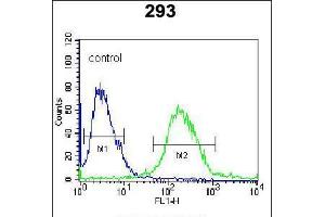 Flow cytometric analysis of 293 cells (right histogram) compared to a negative control cell (left histogram). (RUVBL1 Antikörper  (AA 247-280))