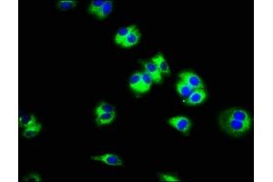 Immunofluorescence staining of HepG2 cells with ABIN7170259 at 1:100, counter-stained with DAPI. (SLC45A3 Antikörper  (AA 408-487))