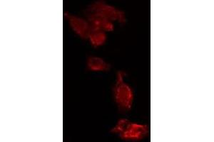 ABIN6275652 staining  HeLa cells by IF/ICC.