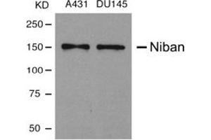 Image no. 1 for anti-Family with Sequence Similarity 129, Member A (FAM129A) (AA 908-920) antibody (ABIN197598) (Niban Antikörper  (AA 908-920))