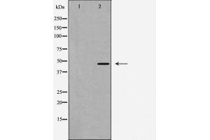 Western blot analysis of Caspase 1 expression in 293 cells. (Caspase 1 Antikörper  (C-Term))