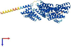 MAU2/KIAA0892 Protein (AA 1-619) (His tag)