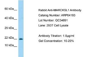 Western Blotting (WB) image for anti-MARCKS-Like 1 (MARCKSL1) (C-Term) antibody (ABIN2789760)