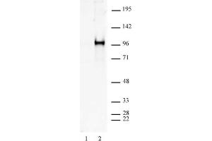 Sp1 phospho Ser101 antibody tested by Western blot. (SP1 Antikörper  (pSer101))