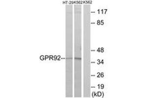 Western blot analysis of extracts from HT-29/K562 cells, using GPR92 Antibody. (LPAR5 Antikörper  (AA 241-290))
