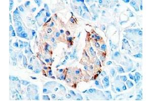 Immunohistochemistry (IHC) image for anti-Glucagon (GCG) (AA 19-29) antibody (ABIN2872246)
