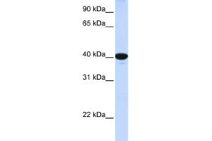 Western Blotting (WB) image for anti-Glucose 6-Phosphatase, Catalytic (G6PC) (N-Term) antibody (ABIN2781770)
