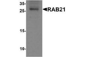 Western blot analysis of RAB21 in mouse kidney tissue lysate with RAB21 antibody at 1 ug/mL.