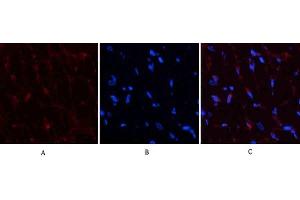 Immunofluorescence analysis of rat heart tissue. (PDGFB Antikörper  (AA 30-110))