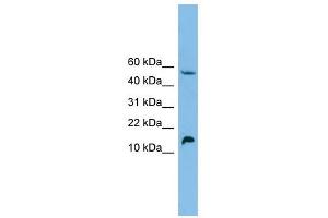 EPO antibody used at 1 ug/ml to detect target protein. (EPO Antikörper  (Middle Region))