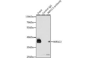 Immunoprecipitation analysis of 200 μg extracts of K-562 cells, using 3 μg C3 antibody (ABIN3022535, ABIN3022536, ABIN3022537 and ABIN6218888). (AKR1C3 Antikörper  (AA 1-323))