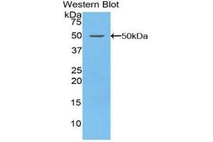 Western Blotting (WB) image for anti-Coagulation Factor V (F5) (AA 1894-2047) antibody (ABIN1858757)