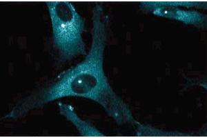 Immunoflourescent staining of human endothelial cells. (Dynactin 1 Antikörper  (AA 3-202))