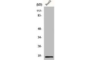 Western Blot analysis of HepG2 cells using Id4 Polyclonal Antibody (ID4 Antikörper  (N-Term))