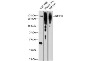 Western blot analysis of extracts of various cell lines, using NRXN3 antibody (ABIN6128373, ABIN6144867, ABIN6144868 and ABIN6214457) at 1:1000 dilution. (Neurexin 3 Antikörper  (AA 373-432))