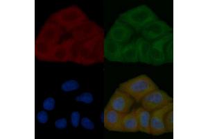 FRS2 Mouse Monoclonal Antibody staining Hela cells by IF/ICC. (FRS2 Antikörper  (C-Term))