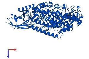 ALOX5 Protein (AA 1-674) (His tag)