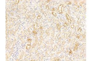 ABIN7094794 and ABIN7098845 at 1/100 staining Rat kidney tissue by IHC-P.