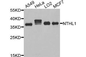 Western blot analysis of extracts of various cells, using NTHL1 antibody. (Nth Endonuclease III-Like 1 (NTHL1) Antikörper)