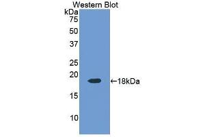 Western Blotting (WB) image for anti-Ribonuclease, RNase A Family, 4 (RNASE4) (AA 30-147) antibody (ABIN1176029) (RNASE4 Antikörper  (AA 30-147))