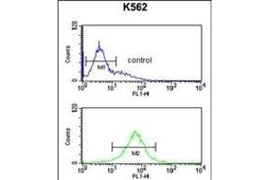 SGP Antibody (Center) (ABIN651464 and ABIN2840255) flow cytometric analysis of K562 cells (bottom histogram) compared to a negative control cell (top histogram). (SMAGP Antikörper  (AA 46-75))