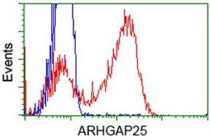 Image no. 2 for anti-rho GTPase Activating Protein 25 (ARHGAP25) antibody (ABIN1496703) (ARHGAP25 Antikörper)