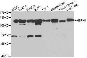 Western blot analysis of extracts of various cell lines, using HSPH1 antibody. (HSPH1 Antikörper  (AA 659-858))