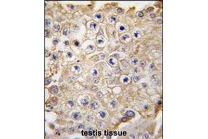 Formalin-fixed and paraffin-embedded human testis tissue reacted with APPBP1 antibody , which was peroxidase-conjugated to the secondary antibody, followed by DAB staining. (NAE1 Antikörper  (C-Term))