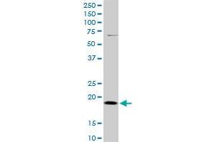 DR1 MaxPab polyclonal antibody. (DR1 Antikörper  (AA 1-176))