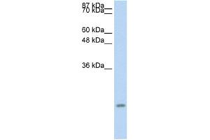 WB Suggested Anti-CCL13 Antibody Titration:  0. (CCL13 Antikörper  (Middle Region))