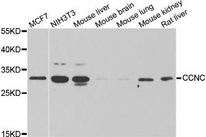 Western blot analysis of extracts of various cell lines, using CCNC antibody (ABIN6290266) at 1:1000 dilution. (Cyclin C Antikörper)