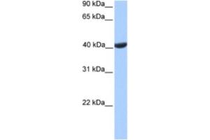 Western Blotting (WB) image for anti-Phosphoglycerate Kinase 2 (PGK2) antibody (ABIN2463615) (PGK2 Antikörper)