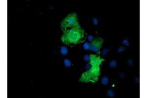 Anti-EPN2 mouse monoclonal antibody (ABIN2455554) immunofluorescent staining of COS7 cells transiently transfected by pCMV6-ENTRY EPN2 (RC213652). (Epsin 2 Antikörper)