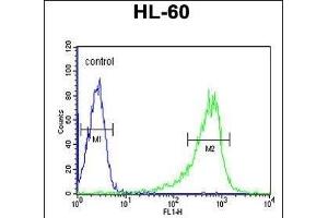 PLCB1 Antibody (C-term) (ABIN653321 and ABIN2842813) flow cytometric analysis of HL-60 cells (right histogram) compared to a negative control cell (left histogram). (Phospholipase C beta 1 Antikörper  (C-Term))