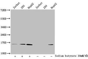 Western Blot Detected samples: Jurkat whole cell lysate, 293 whole cell lysate, HepG2 whole cell lysate, Untreated (-) or treated (+) with 30 mM sodium butyrate for 4h All lanes: HIST1H2AG antibody at 1:100 Secondary Goat polyclonal to rabbit IgG at 1/50000 dilution Predicted band size: 15 kDa Observed band size: 15 kDa (HIST1H2AG Antikörper  (acLys9))