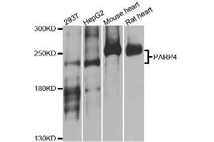 Western blot analysis of extracts of various cell lines, using PARP4 antibody. (PARP4 Antikörper  (AA 1-300))