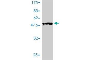 Western Blotting (WB) image for anti-Endothelin 3 (EDN3) (AA 1-238) antibody (ABIN560691)