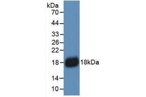 Western blot analysis of recombinant Human IL18. (IL-18 Antikörper  (AA 37-193))