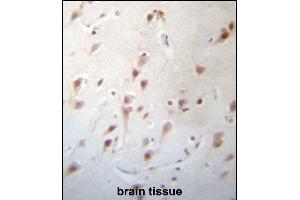 FOXJ3 Antibody (N-term) (ABIN657277 and ABIN2846366) immunohistochemistry analysis in formalin fixed and paraffin embedded human brain tissue followed by peroxidase conjugation of the secondary antibody and DAB staining. (FOXJ3 Antikörper  (N-Term))