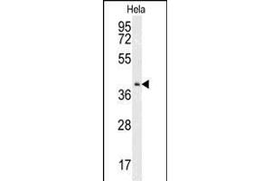 Western blot analysis of CK2 Antibody (Center) (ABIN651399 and ABIN2840216) in Hela cell line lysates (35 μg/lane). (CMPK2 Antikörper  (AA 142-170))