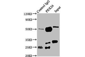 Immunoprecipitating PEX26 in K562 whole cell lysate Lane 1: Rabbit control IgG instead of ABIN7162997 in K562 whole cell lysate. (PEX26 Antikörper  (AA 1-159))