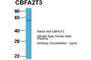 Western Blotting (WB) image for anti-Core-binding Factor, Runt Domain, alpha Subunit 2, Translocated To, 3 (CBFA2T3) (N-Term) antibody (ABIN1105706)