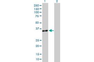 Western Blot analysis of GZMB expression in transfected 293T cell line by GZMB MaxPab polyclonal antibody. (GZMB Antikörper  (AA 1-247))