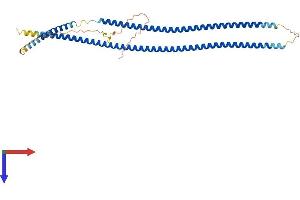 Cytokeratin 19 Protein (AA 1-400) (His tag)