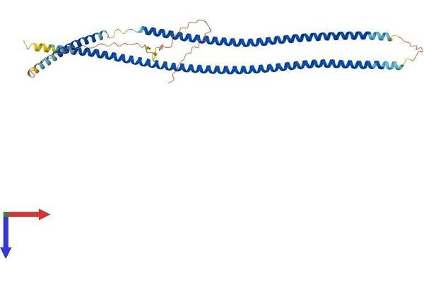 Cytokeratin 19 Protein (AA 1-400) (His tag)