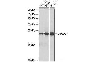 Western blot analysis of extracts of various cell lines using CRADD Polyclonal Antibody at dilution of 1:1000. (CRADD Antikörper)
